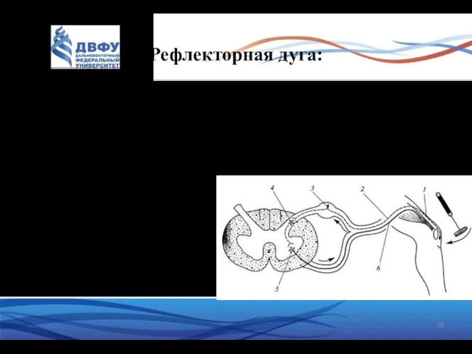 Рефлекторная дуга: Рефлекторная дуга: рецептор; афферентный (чувствительный, центростремительный) нейрон; вставочный нейрон;