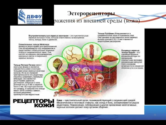 Эстерорецепторы раздражения из внешней среды (кожа)