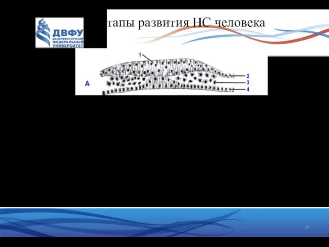 Этапы развития НС человека Источником образования НС у человека служит наружный