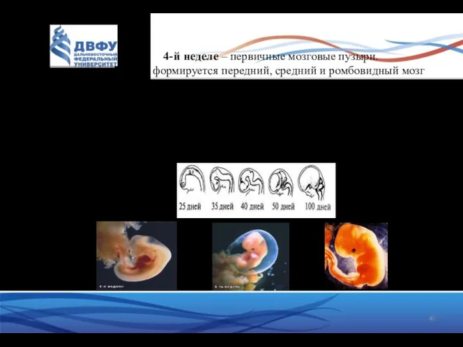 4-й неделе – первичные мозговые пузыри. Из них формируется передний, средний