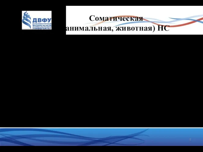 Соматическая (анимальная, животная) НС выполняет первую функцию НС - взаимодействие с