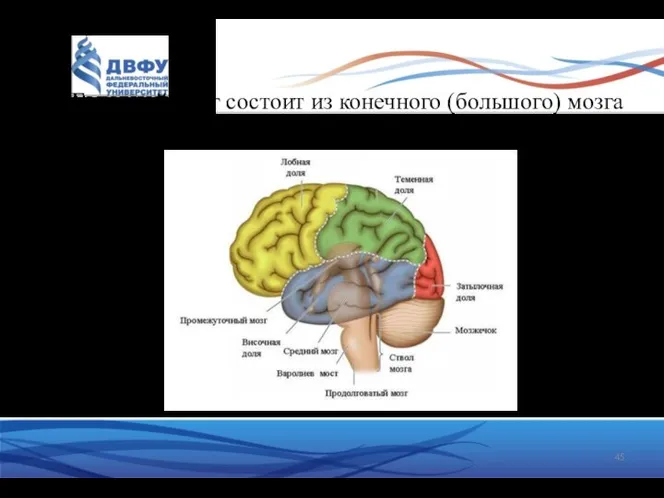 Головной мозг состоит из конечного (большого) мозга и ствола.