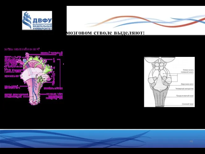 В мозговом стволе выделяют: 1. продолговатый мозг 2. задний мозг Задний мозг: 1. мост 2. мозжечок