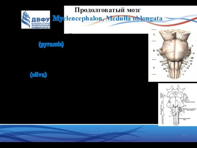 Продолговатый мозг Myelencephalon, Medulla oblongata На передней поверхности: Пирамиды(pyramis) – по