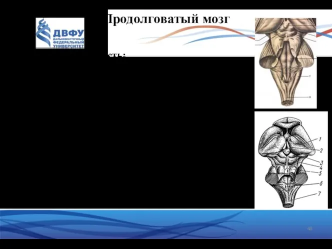 Продолговатый мозг Дорсальная поверхность: задние канатики – поднимаются из СМ. В