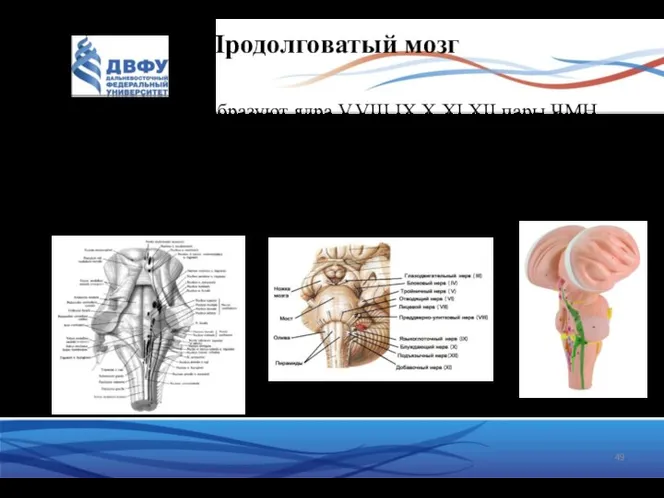 Продолговатый мозг Серое вещество – образуют ядра V,VIII,IX,X,XI,XII пары ЧМН, которые