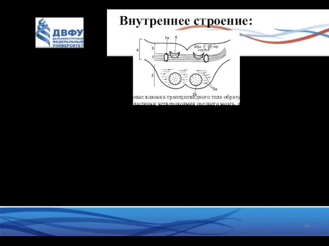 Внутреннее строение: 1 – трапециевидное тело; в среднем мозге нервные волокна