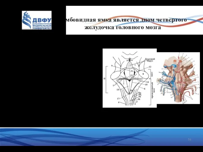 Ромбовидная ямка является дном четвертого желудочка головного мозга Ядра черепно-мозговых нервов,