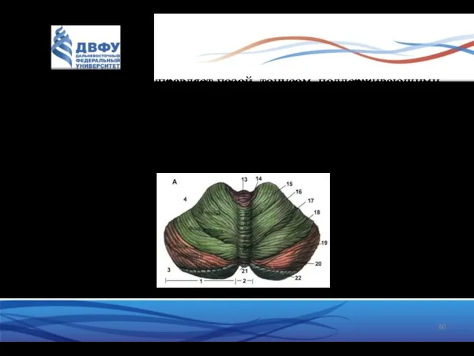 Червь мозжечка управляет позой, тонусом, поддерживающими движениями и равновесием тела. Дисфункция