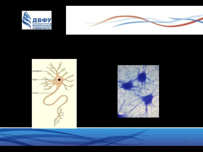 Специфическую функцию нервной системы выполняет нервная клетка, которая вместе с отходящими