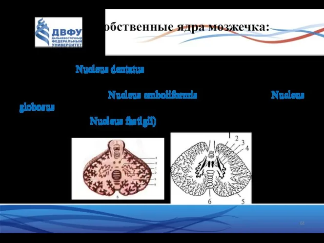 Собственные ядра мозжечка: 4 - зубчатое (Nucleus dentatus) – вместе с