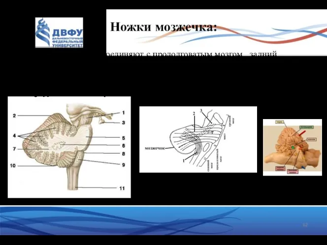 Ножки мозжечка: нижние ножки – соединяют с продолговатым мозгом, задний спинно-мозжечковый