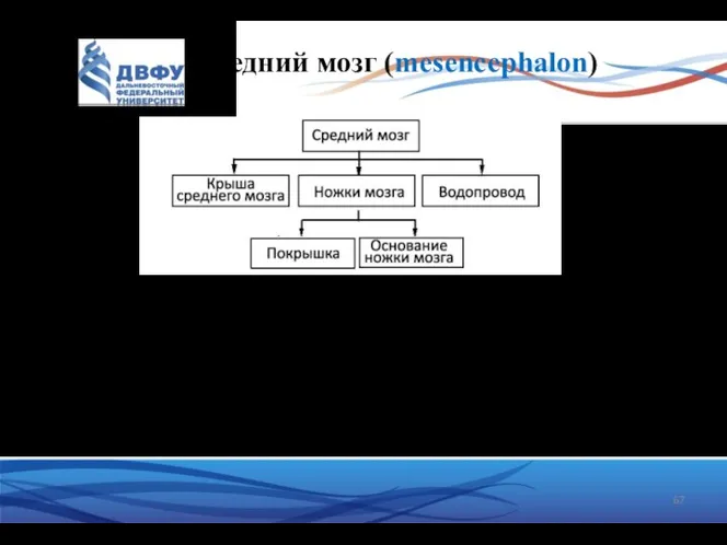 Средний мозг (mesencephalon) ножки большого мозга заднее продырявленное вещество крыша среднего