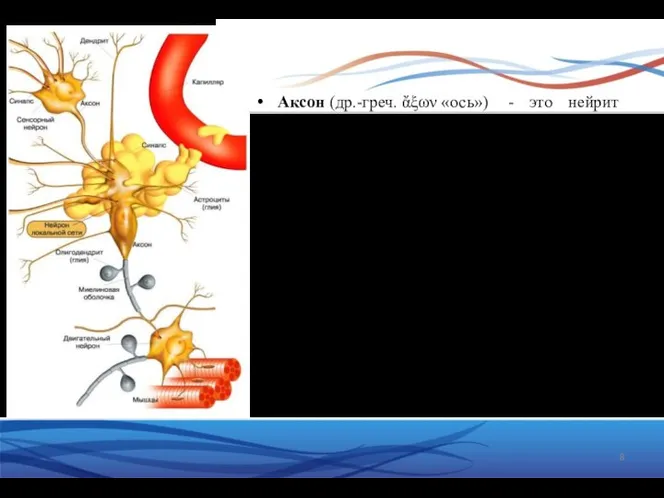 Аксон (др.-греч. ἄξων «ось») - это нейрит (длинный цилиндрический отросток нервной