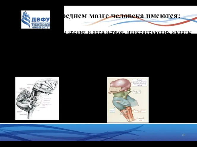 среднем мозге человека имеются: 1) подкорковые центры зрения и ядра нервов,