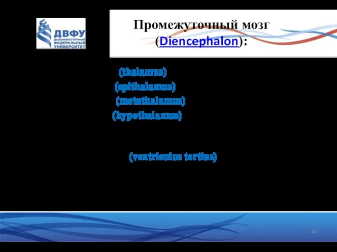 Промежуточный мозг (Diencephalon): таламус (thalamus) (зрительные бугры) эпиталамус (epithalamus) (надбугорная область)