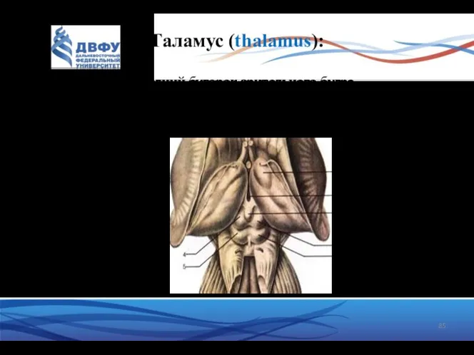 Таламус (thalamus): передний бугорок зрительного бугра подушка – подкорковый центр зрения межбугорное сращение