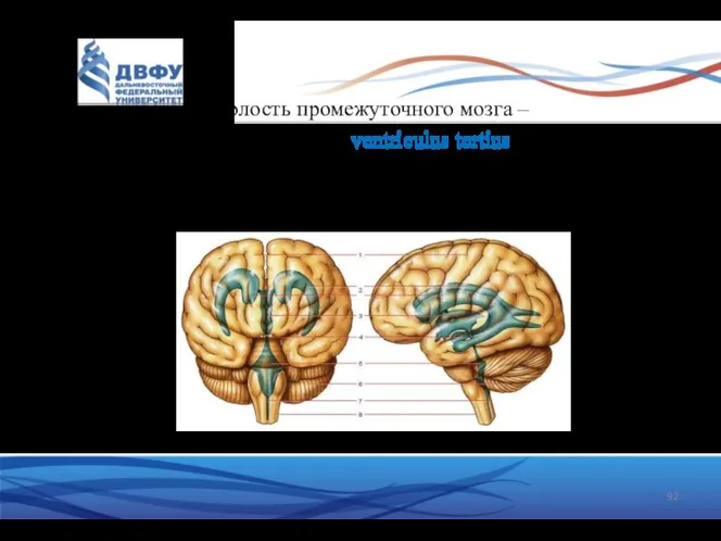 Полость промежуточного мозга – 3 желудочек (ventriculus tertius) сообщается с I желудочком и боковыми