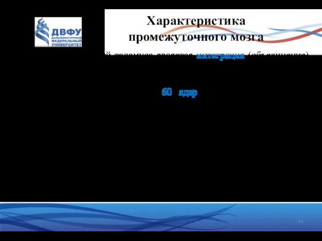 Характеристика промежуточного мозга Главной функцией таламуса является интеграция (объединение) всех видов