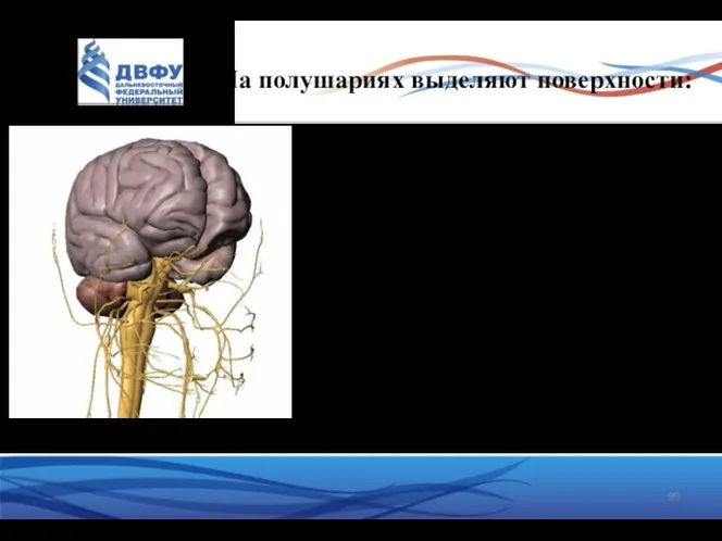 На полушариях выделяют поверхности: верхняя базальная медиальная Три края: верхний медиальный нижний