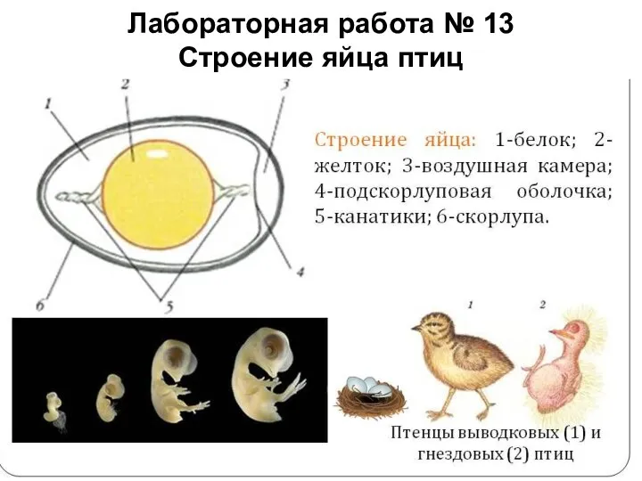 Лабораторная работа № 13 Строение яйца птиц