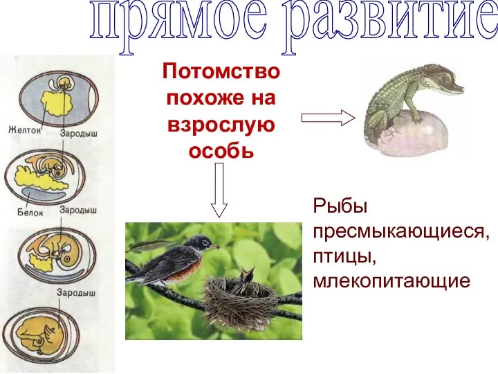 Потомство похоже на взрослую особь прямое развитие Рыбы пресмыкающиеся, птицы, млекопитающие