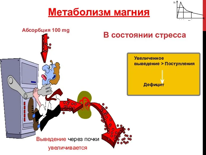 Абсорбция 100 mg Дефицит Метаболизм магния В состоянии стресса Выведение через