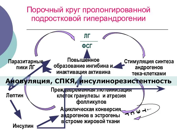 Порочный круг пролонгированной подростковой гиперандрогении ЛГ ФСГ Стимуляция синтеза андрогенов тека-клетками