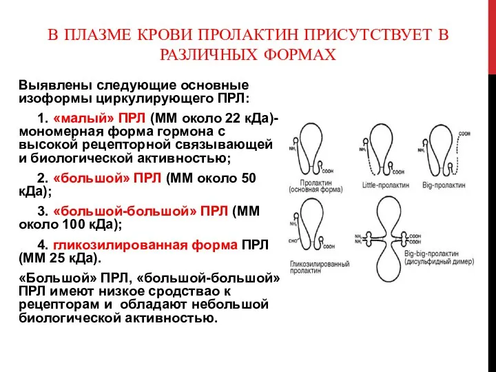 В ПЛАЗМЕ КРОВИ ПРОЛАКТИН ПРИСУТСТВУЕТ В РАЗЛИЧНЫХ ФОРМАХ Выявлены следующие основные