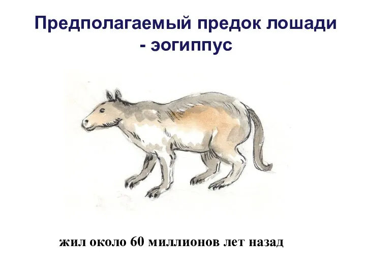 Предполагаемый предок лошади - эогиппус жил около 60 миллионов лет назад