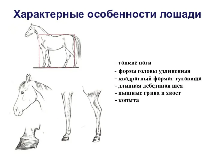 Характерные особенности лошади тонкие ноги форма головы удлиненная квадратный формат туловища