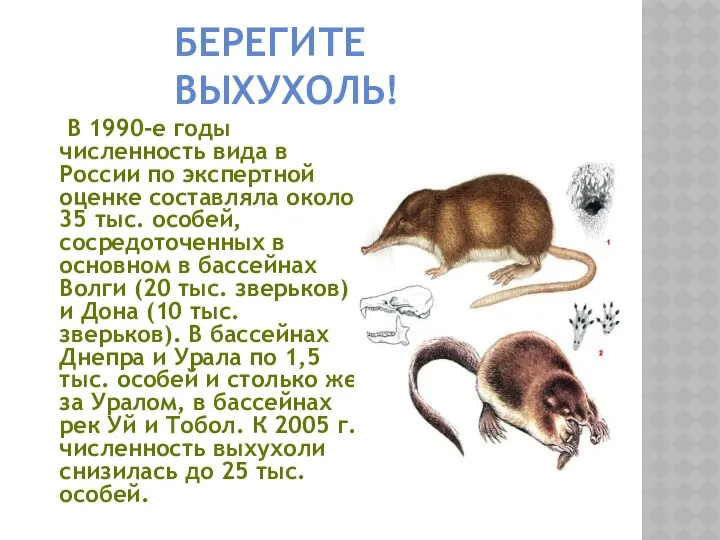В 1990-е годы численность вида в России по экспертной оценке составляла