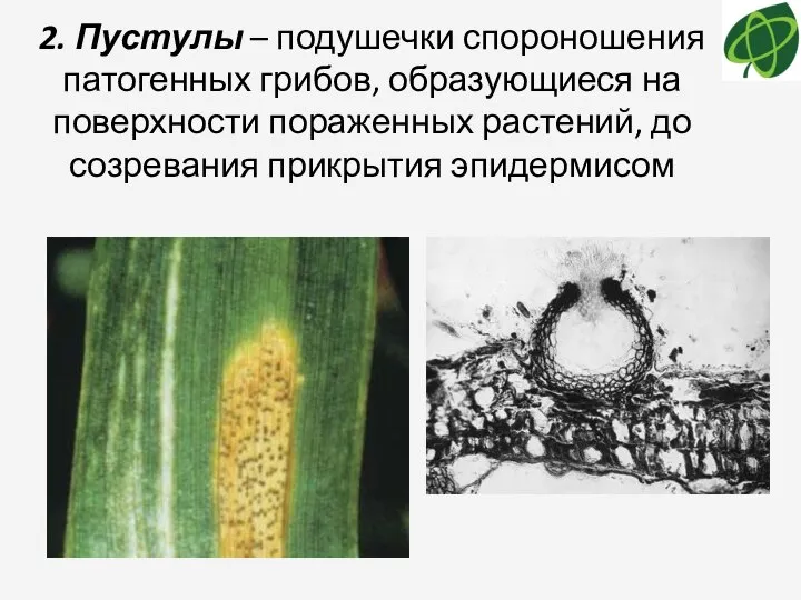 2. Пустулы – подушечки спороношения патогенных грибов, образующиеся на поверхности пораженных растений, до созревания прикрытия эпидермисом