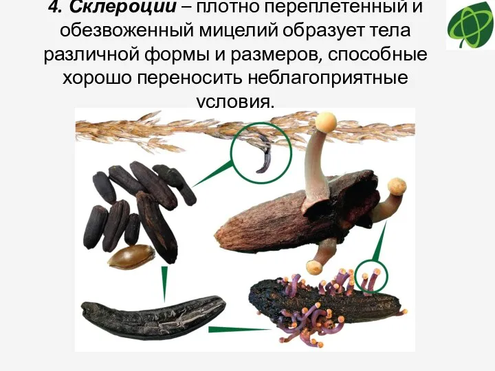 4. Склероции – плотно переплетенный и обезвоженный мицелий образует тела различной