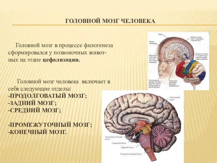 ГОЛОВНОЙ МОЗГ ЧЕЛОВЕКА Головной мозг в процессе филогенеза сформировался у позвоночных