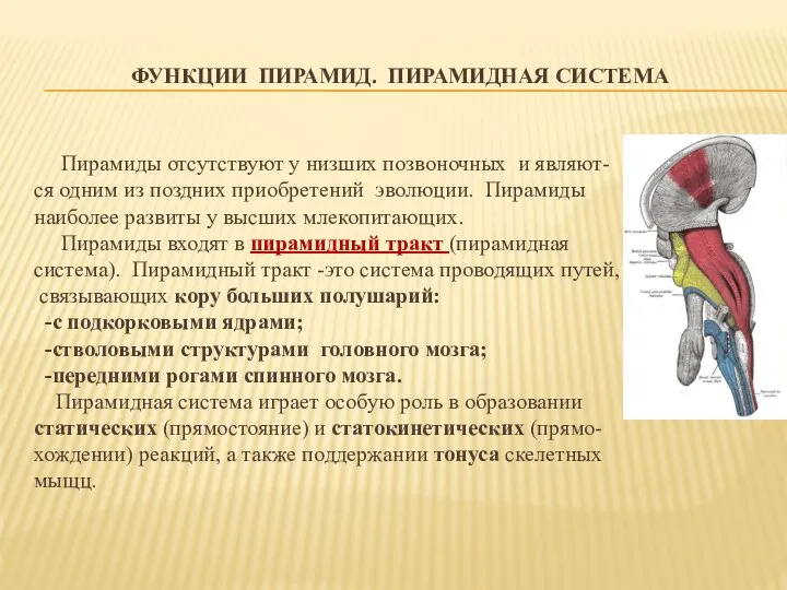 ФУНКЦИИ ПИРАМИД. ПИРАМИДНАЯ СИСТЕМА Пирамиды отсутствуют у низших позвоночных и являют-