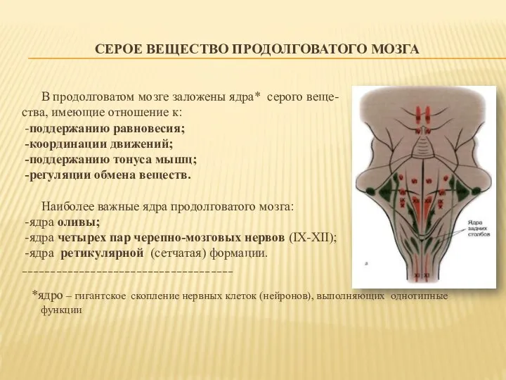 СЕРОЕ ВЕЩЕСТВО ПРОДОЛГОВАТОГО МОЗГА В продолговатом мозге заложены ядра* серого веще-