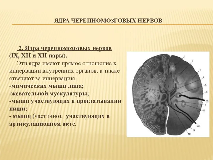 ЯДРА ЧЕРЕПНОМОЗГОВЫХ НЕРВОВ 2. Ядра черепномозговых нервов (IX, XII и XII