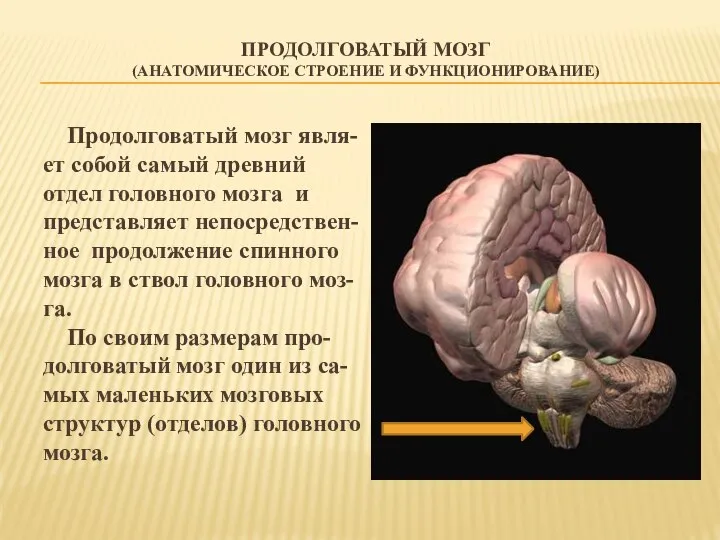 Продолговатый мозг явля- ет собой самый древний отдел головного мозга и