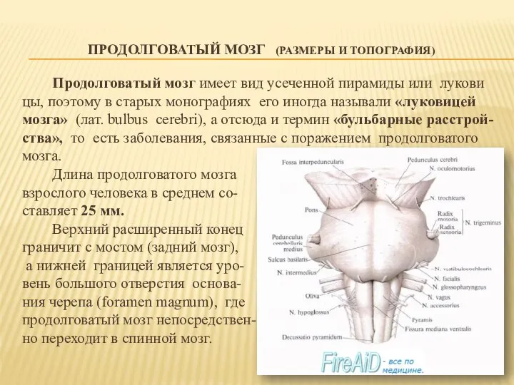 ПРОДОЛГОВАТЫЙ МОЗГ (РАЗМЕРЫ И ТОПОГРАФИЯ) Продолговатый мозг имеет вид усеченной пирамиды