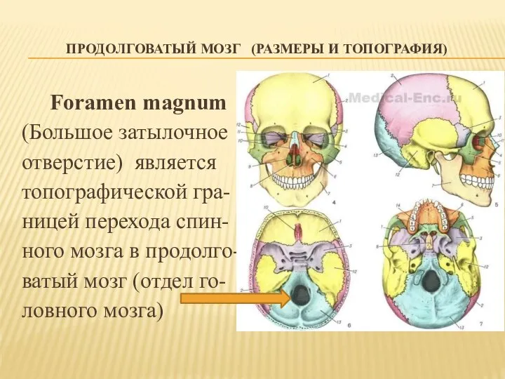 ПРОДОЛГОВАТЫЙ МОЗГ (РАЗМЕРЫ И ТОПОГРАФИЯ) Foramen magnum (Большое затылочное отверстие) является