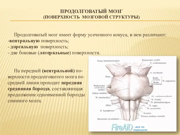 ПРОДОЛГОВАТЫЙ МОЗГ (ПОВЕРХНОСТЬ МОЗГОВОЙ СТРУКТУРЫ) Продолговатый мозг имеет форму усеченного конуса,