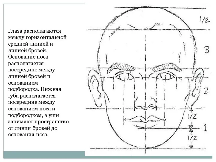 Глаза располагаются между горизонтальной средней линией и линией бровей. Основание носа