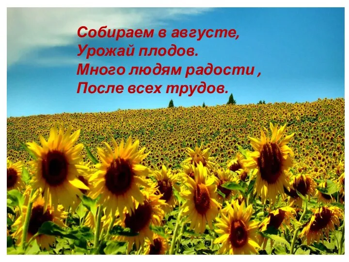 Собираем в августе, Урожай плодов. Много людям радости , После всех трудов.