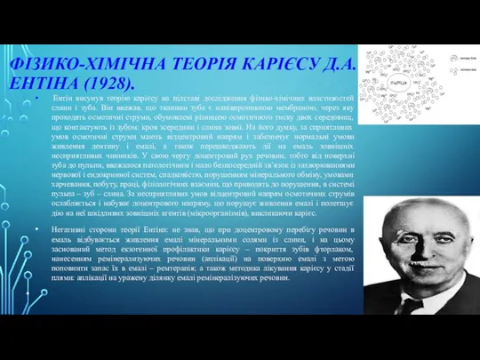 ФІЗИКО-ХІМІЧНА ТЕОРІЯ КАРІЄСУ Д.А. ЕНТІНА (1928). Ентін висунув теорію карієсу на