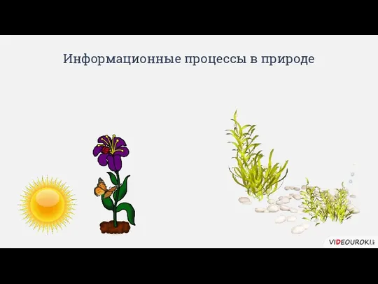 Информационные процессы в природе