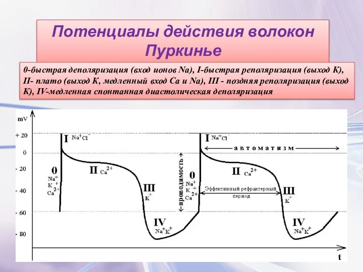 Потенциалы действия волокон Пуркинье 0-быстрая деполяризация (вход ионов Na), I-быстрая реполяризация