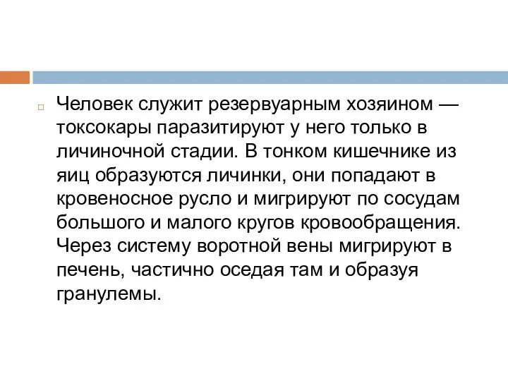 Человек служит резервуарным хозяином — токсокары паразитируют у него только в