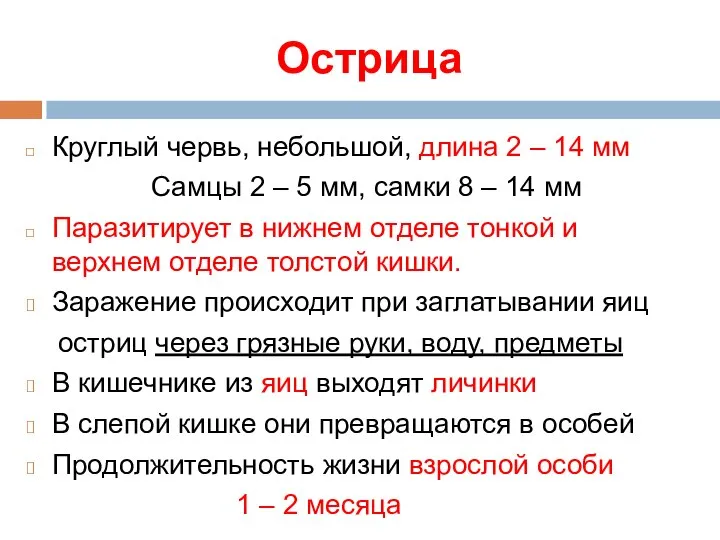 Острица Круглый червь, небольшой, длина 2 – 14 мм Самцы 2