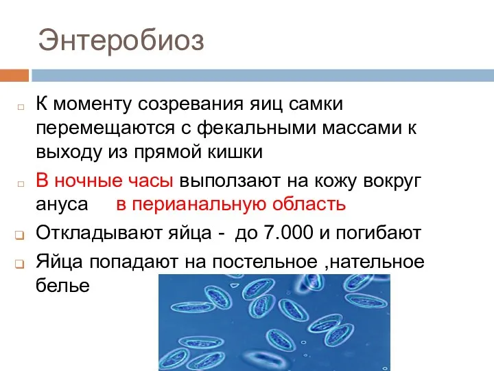 Энтеробиоз К моменту созревания яиц самки перемещаются с фекальными массами к